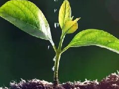 植树节|与自然和谐共生，地球多添一分绿